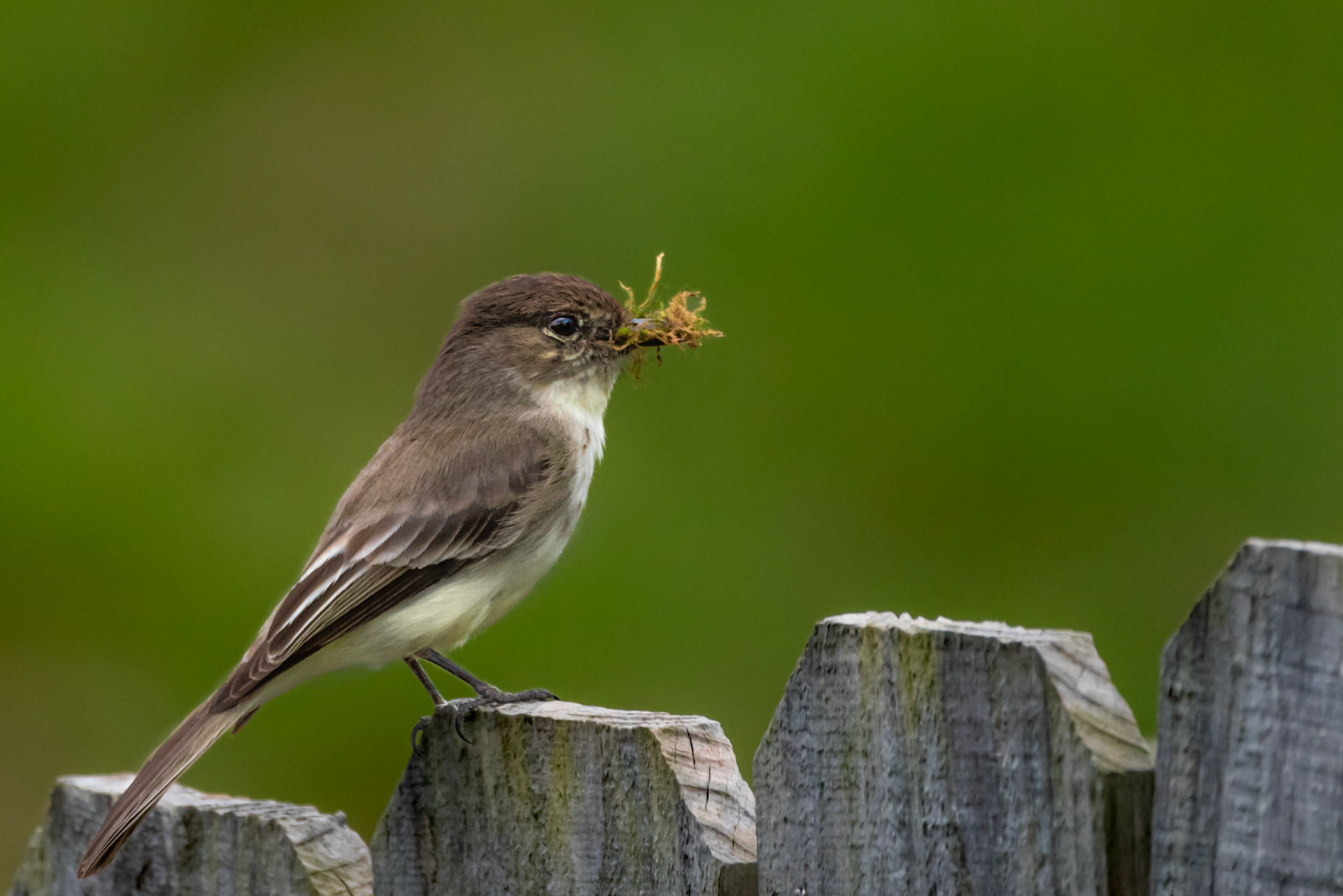 Dark-Eyed Junco