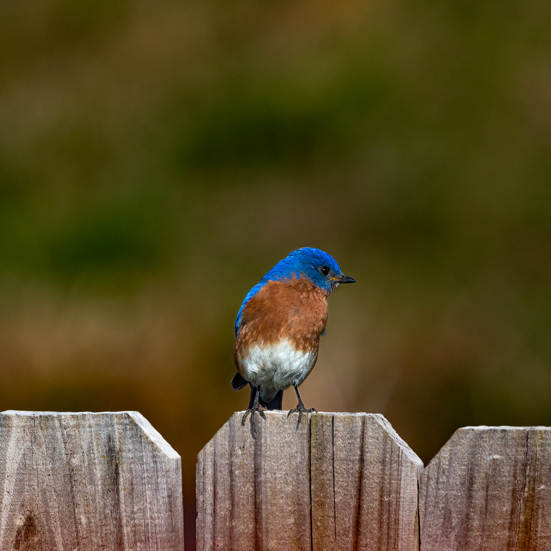 Eastern Bluebird 