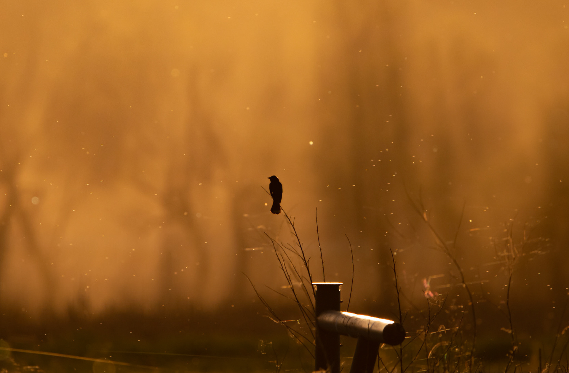 Red-Winged Blackbird