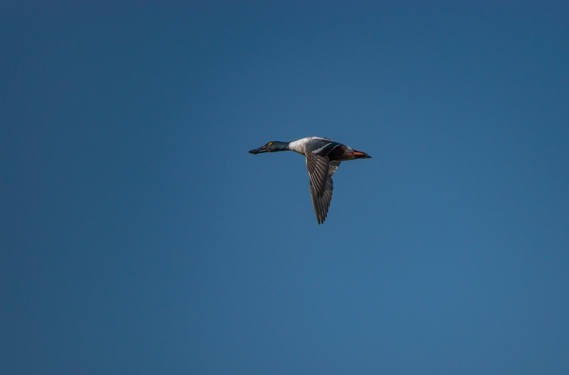 Northern Shoveler