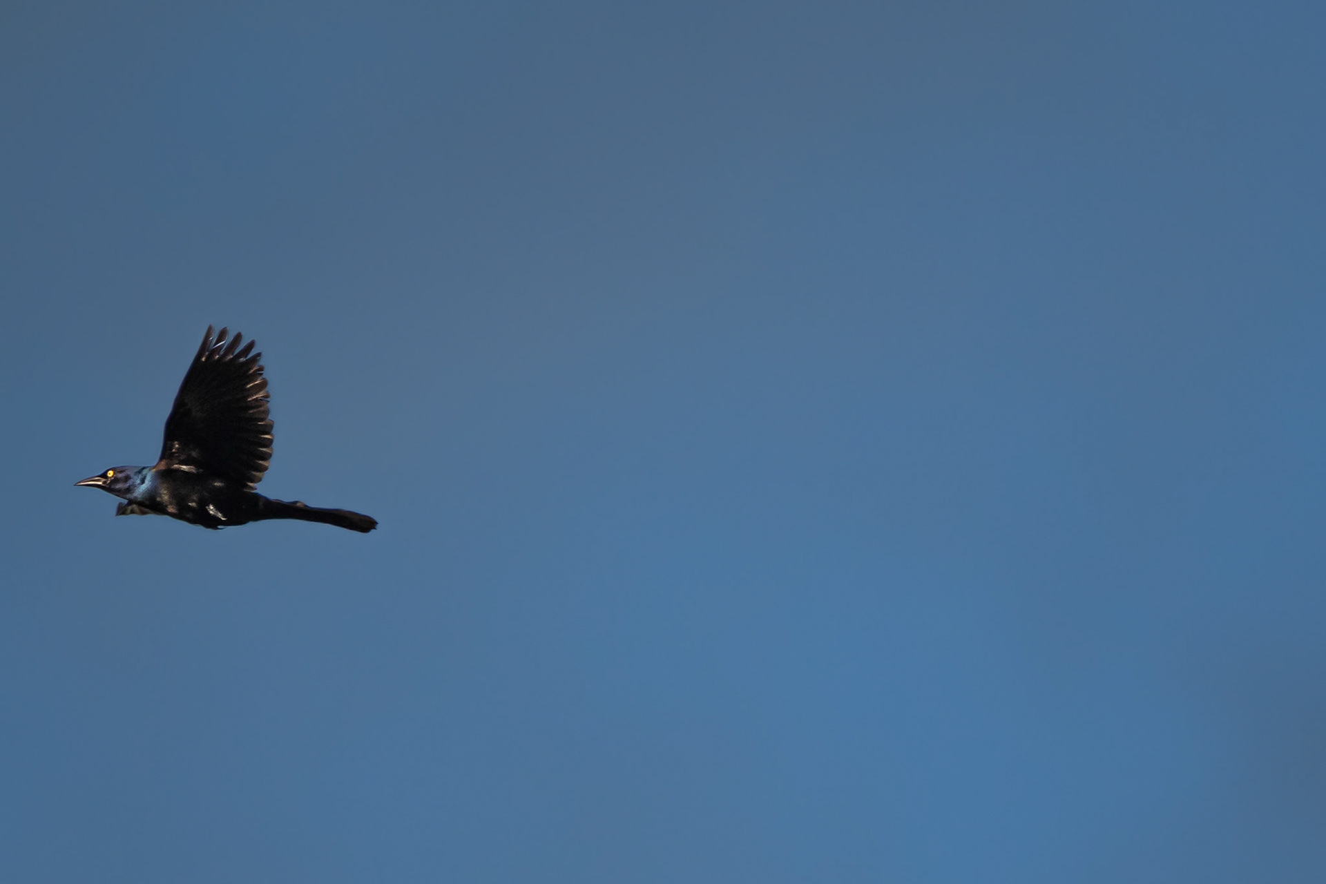 Common Grackle