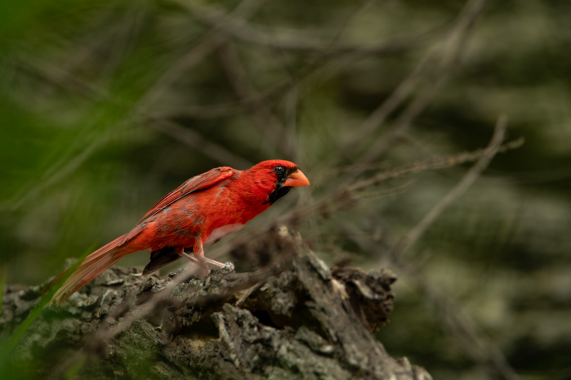 Northern Cardinals