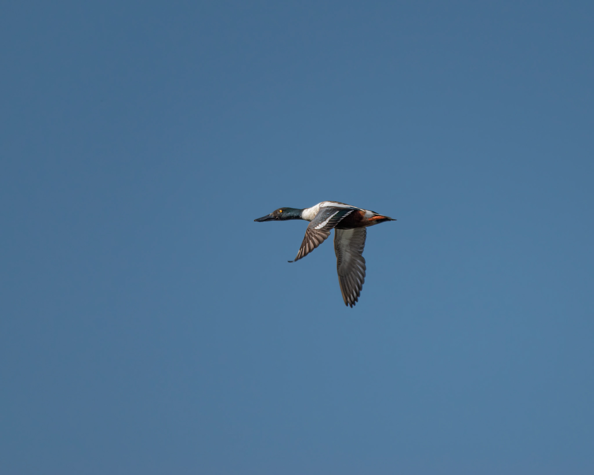 Northern Shoveler