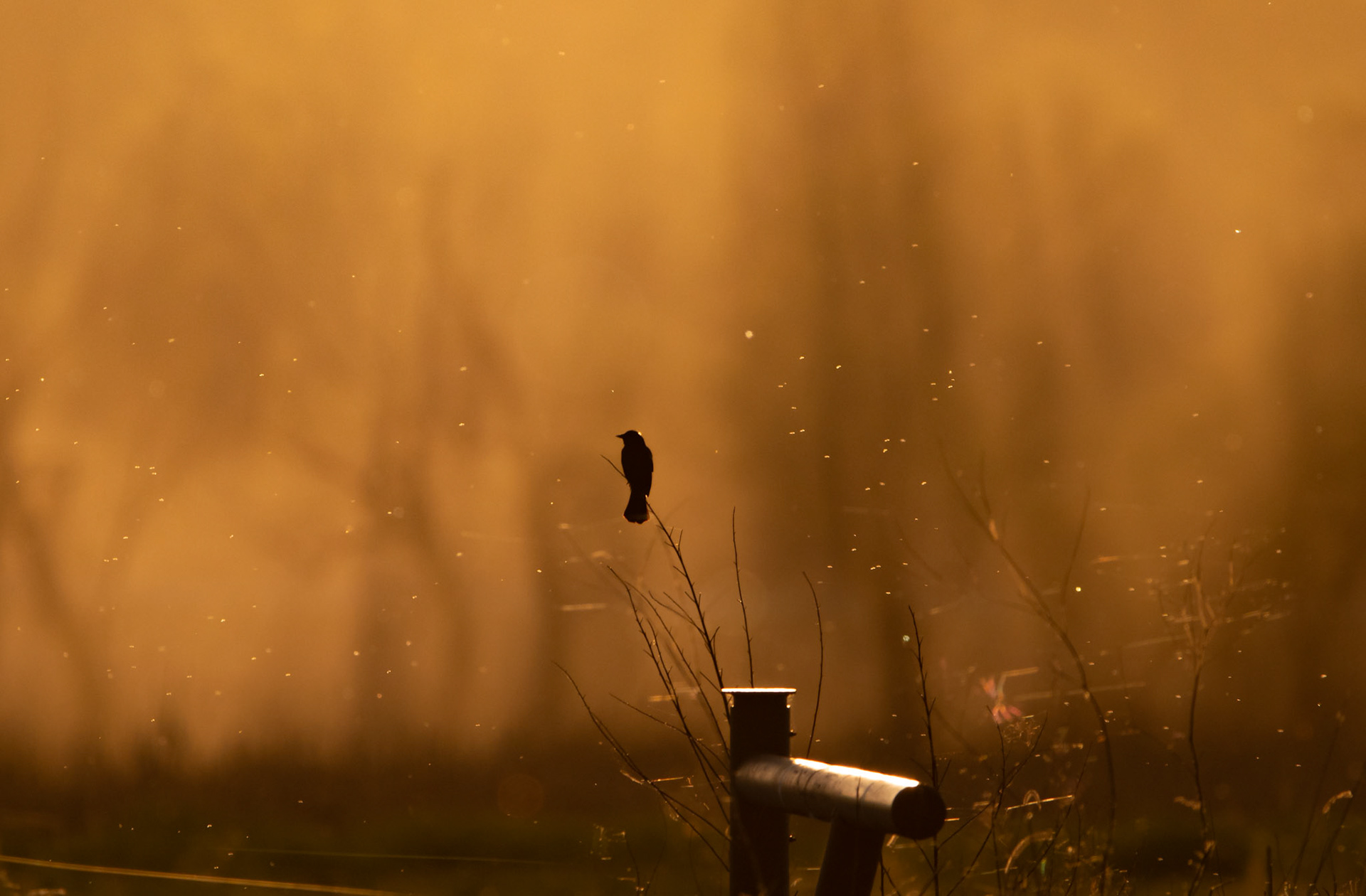 Red-Winged Blackbird