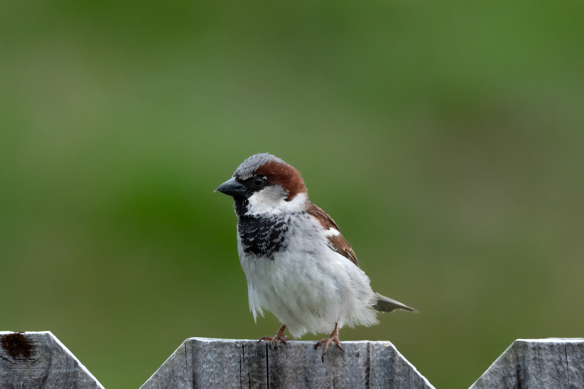 House Sparrow