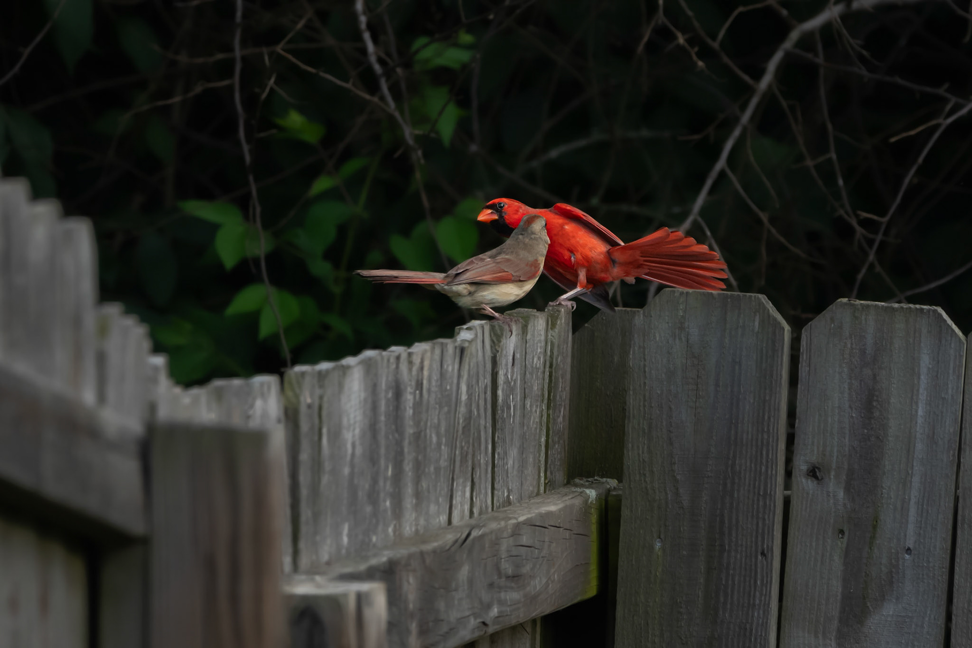 Northern Cardinals