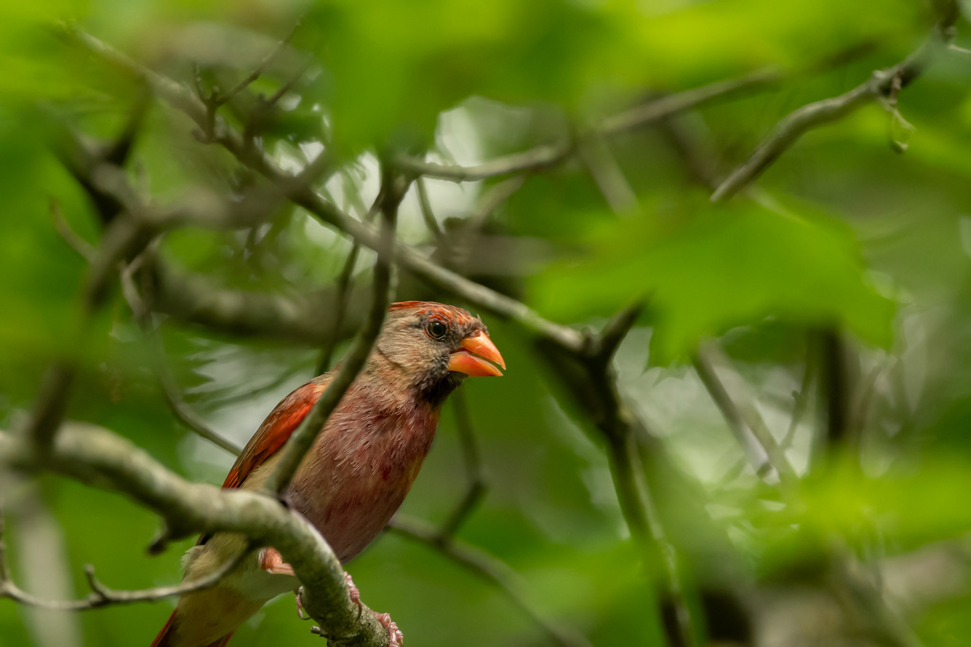 Northern Cardinal (Female)