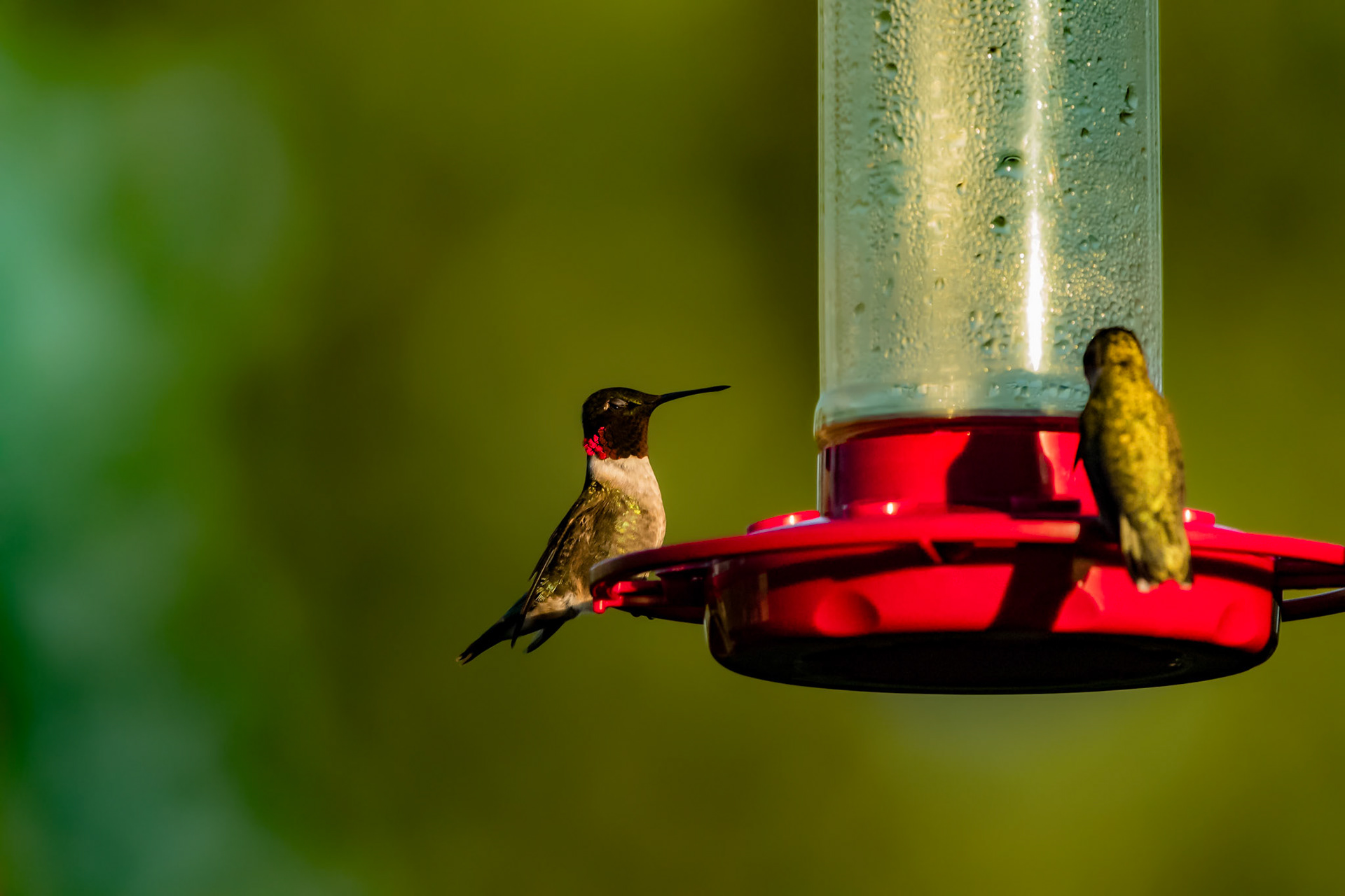 Ruby-throated hummingbird