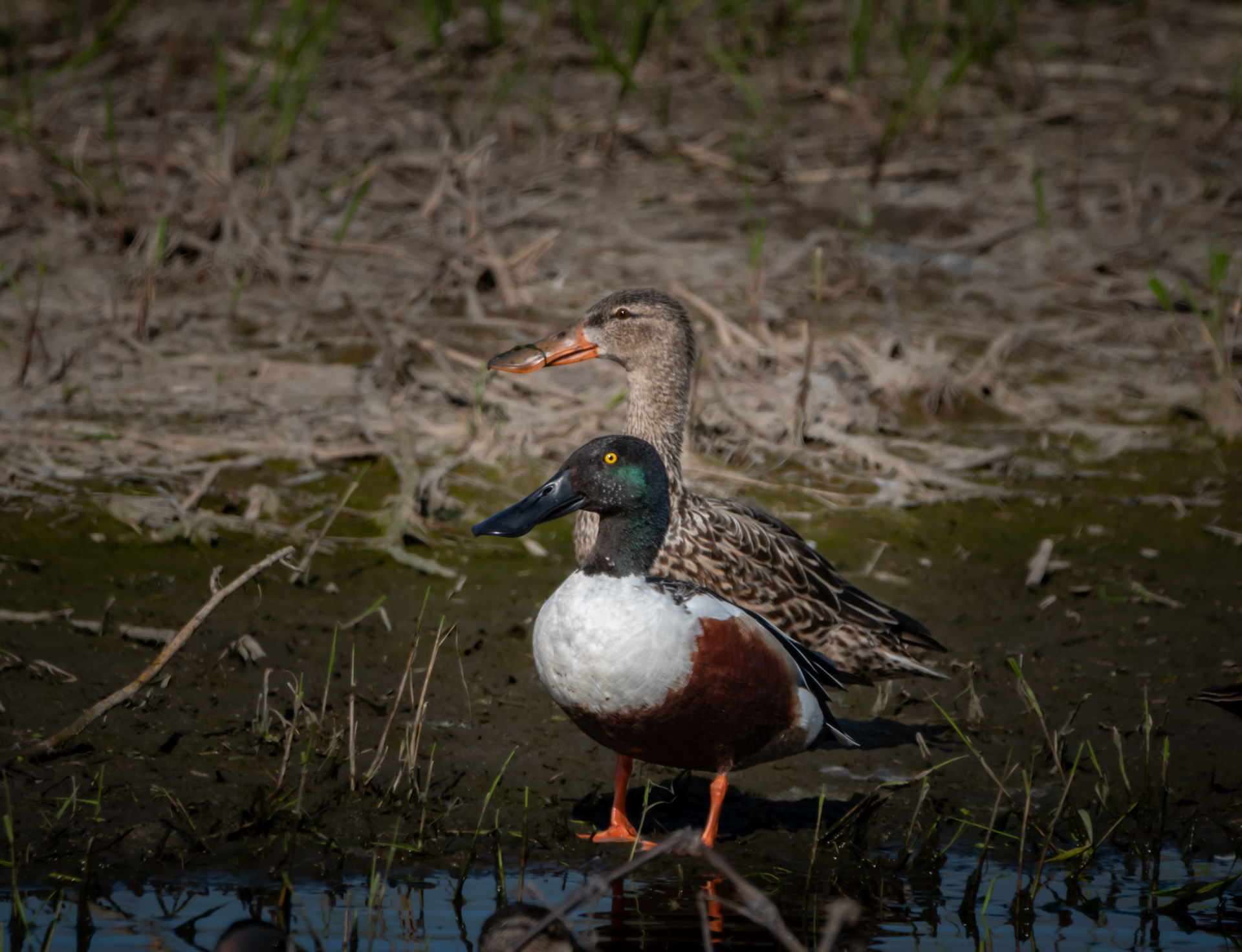 Northern Shoveler