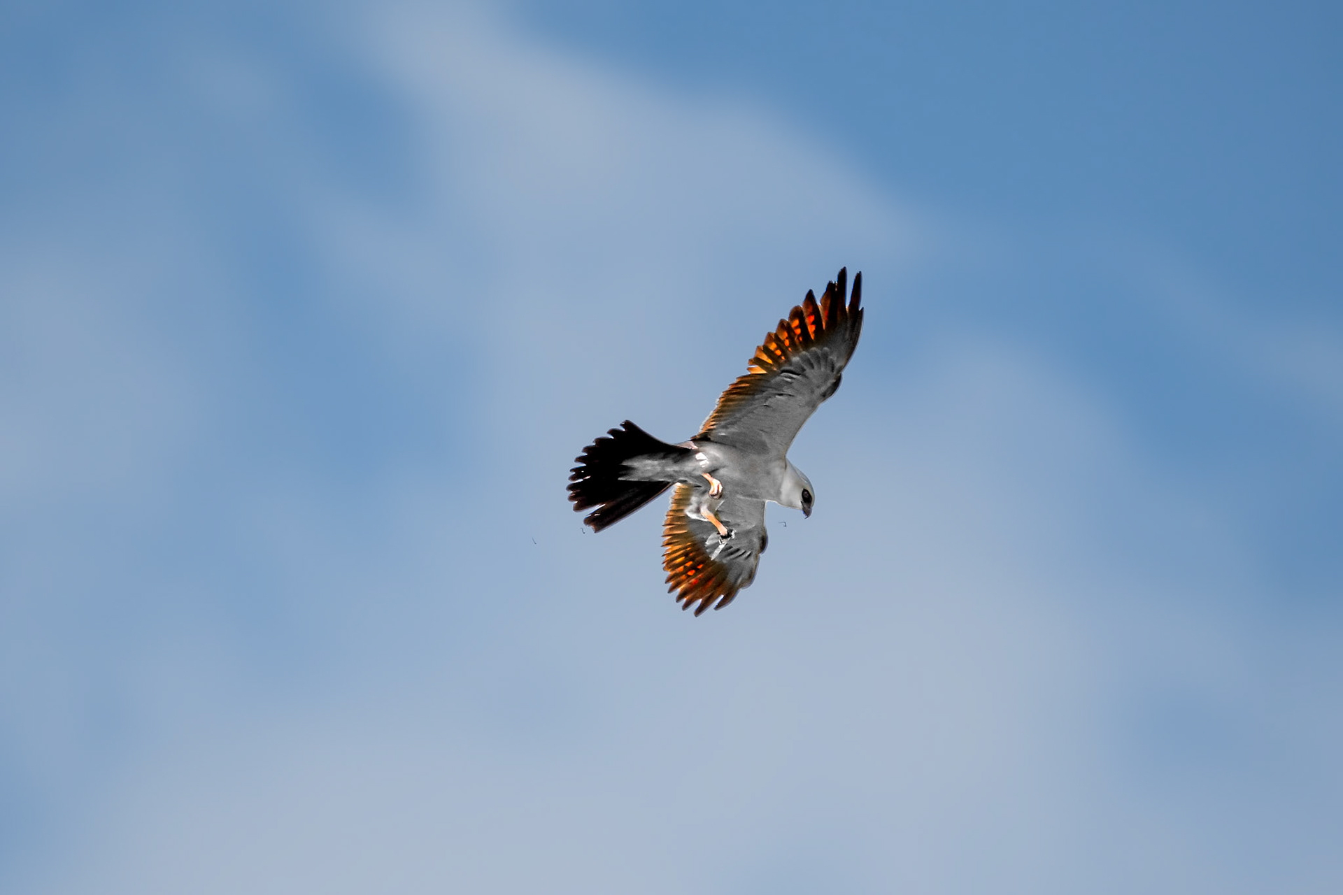 Mississippi Kite