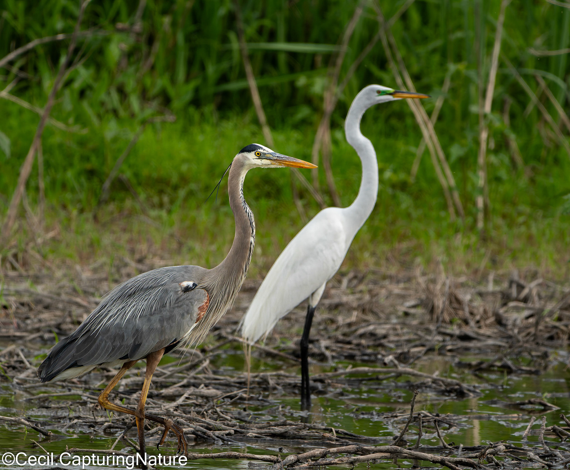 Great Blue Heron (White Ingrid)
