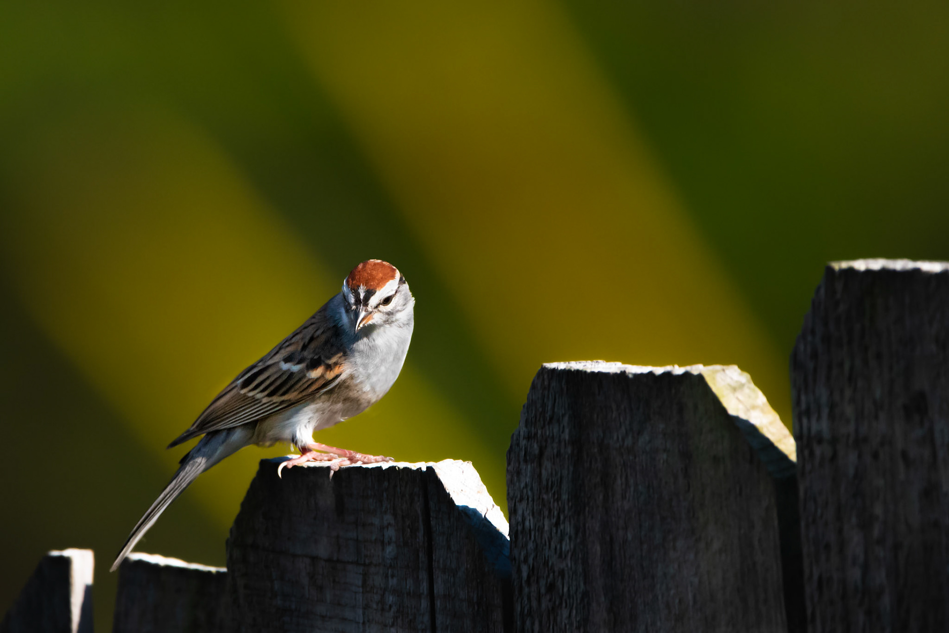 Chipping Sparrow