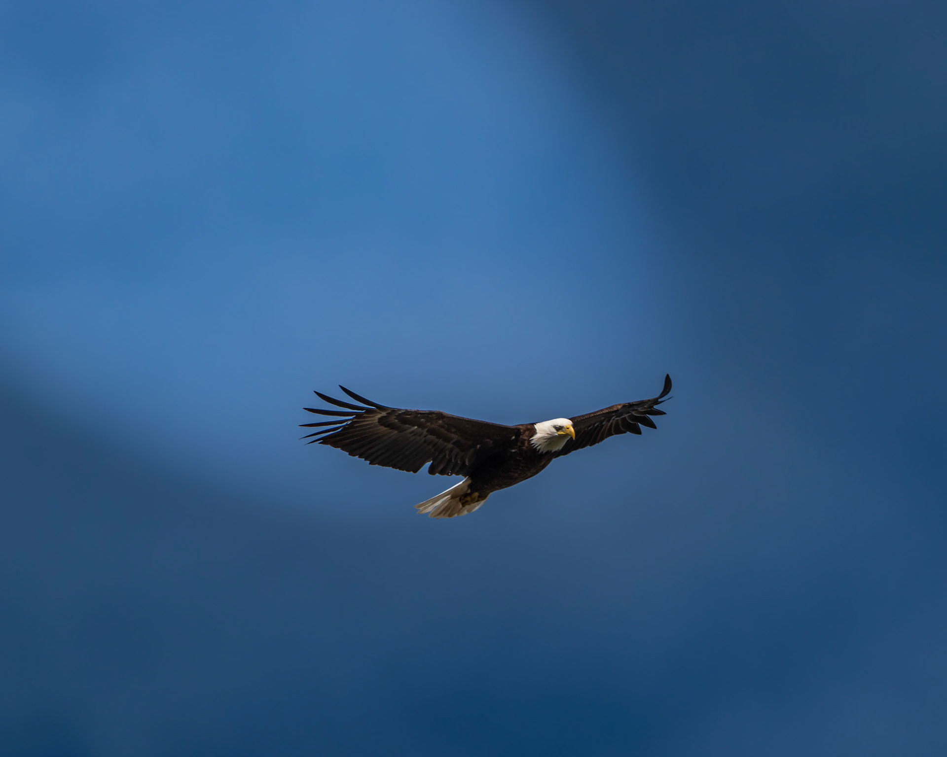 Bald Eagle