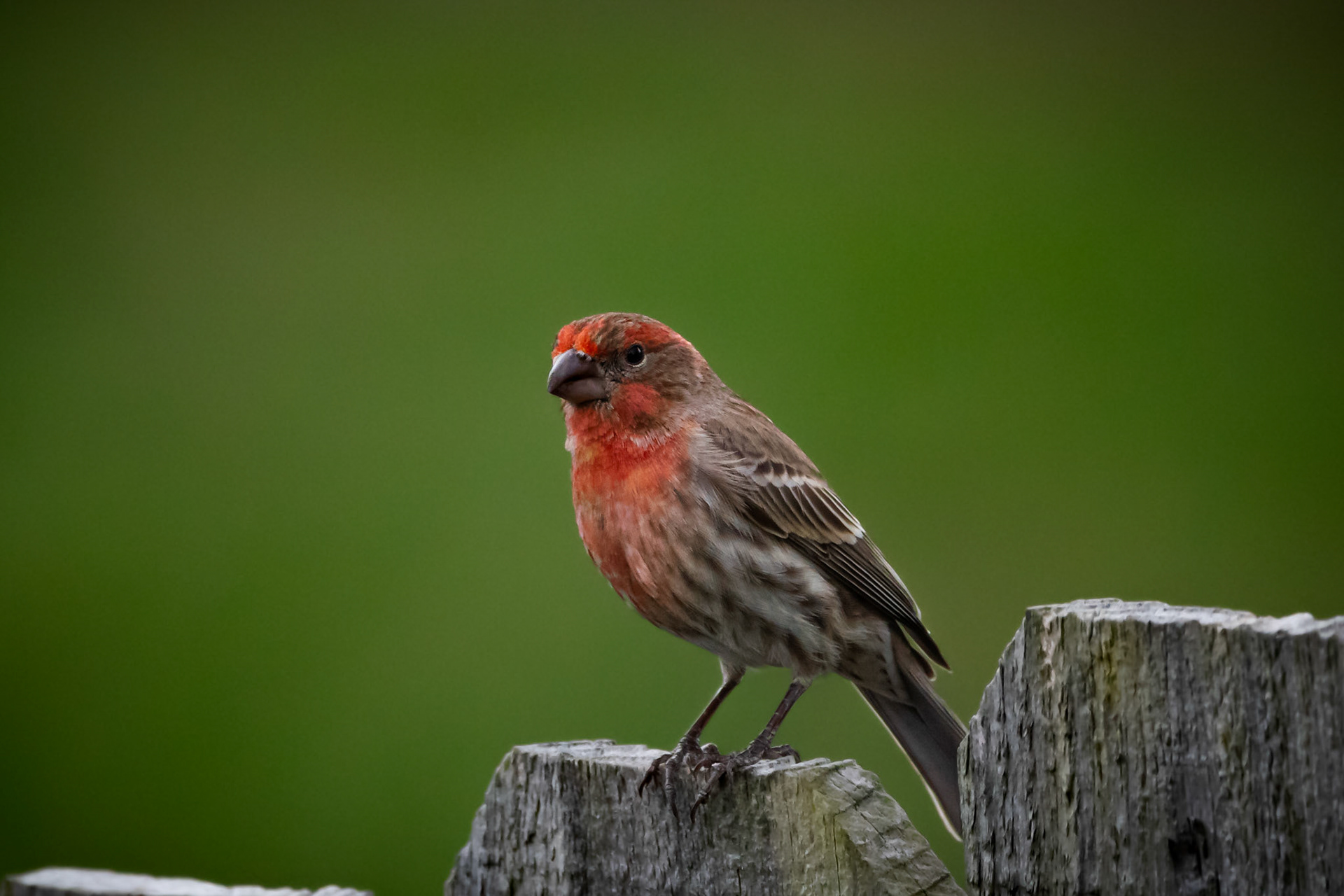 House Finch