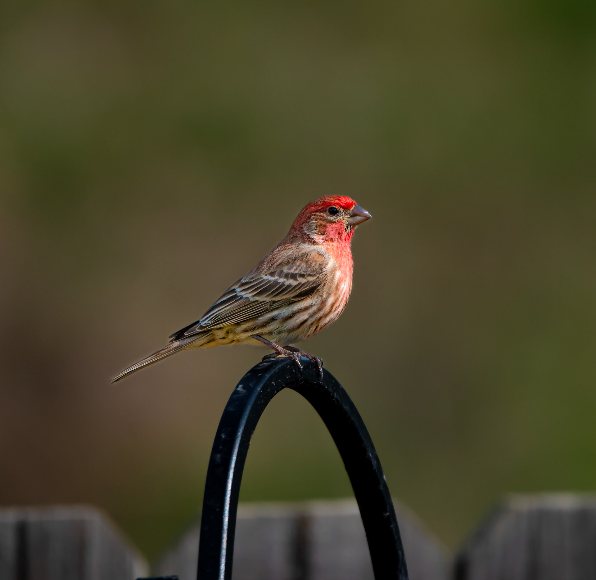 House Finch