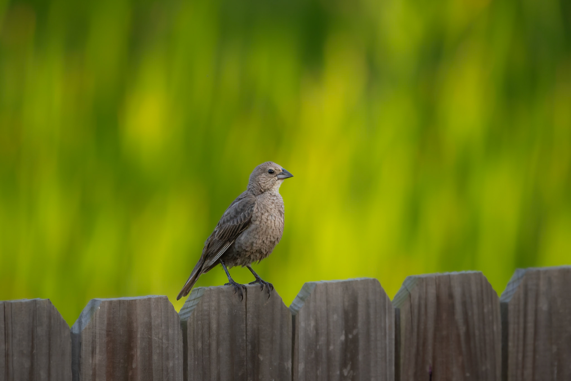 Red-Winged Blackbird (Female)