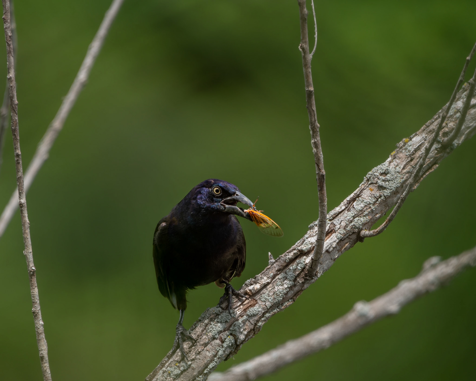 Common Grackle