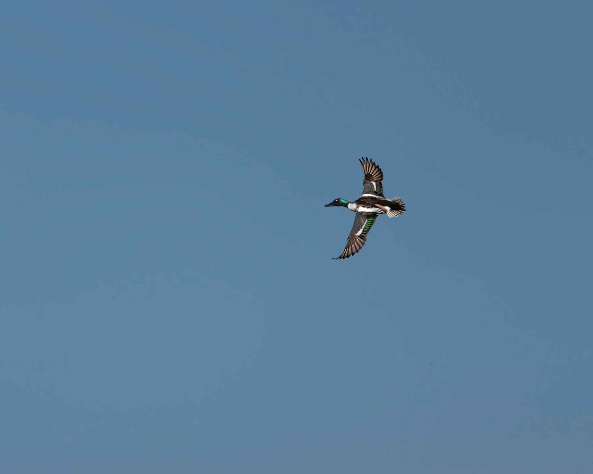 Northern Shoveler