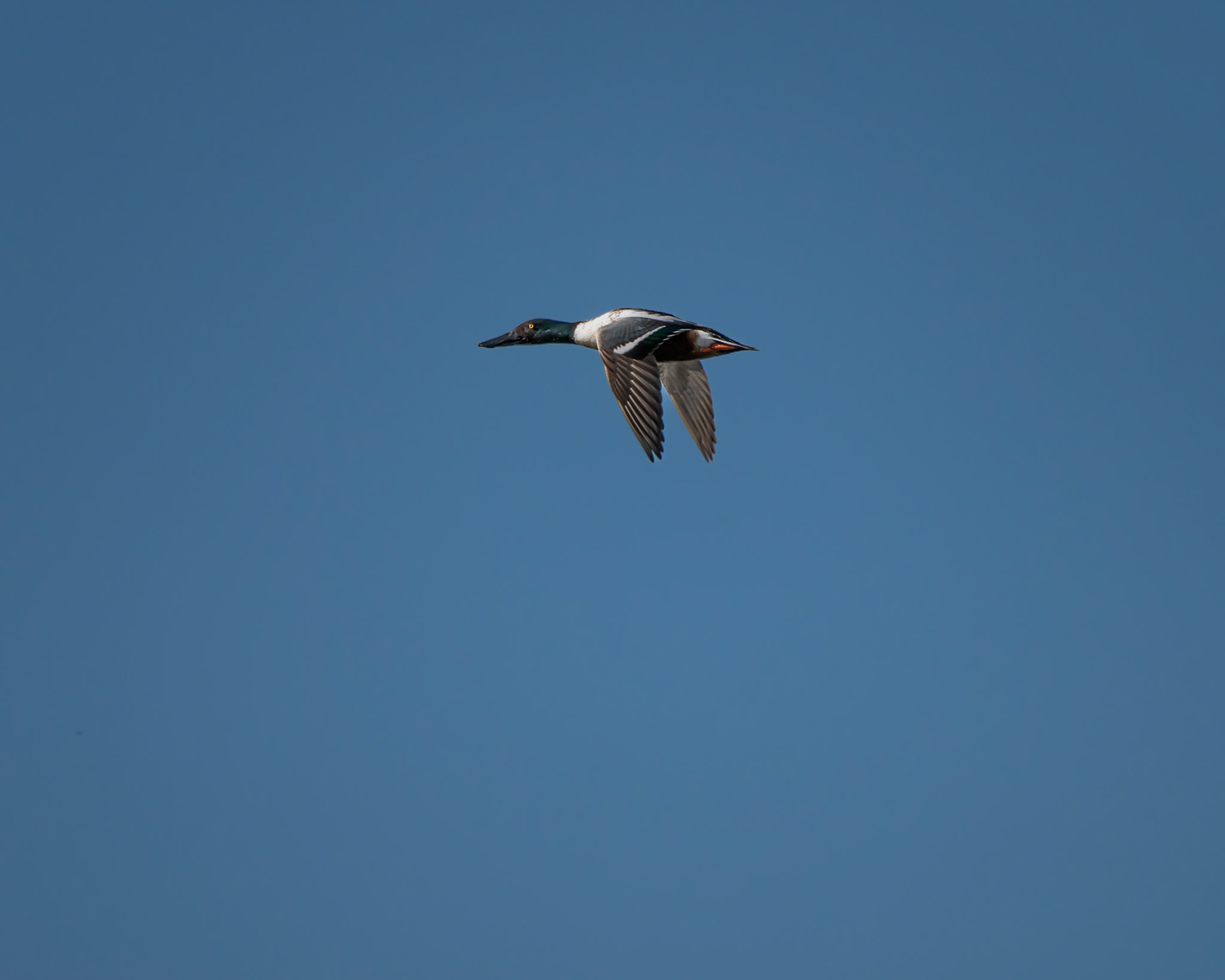Northern Shoveler