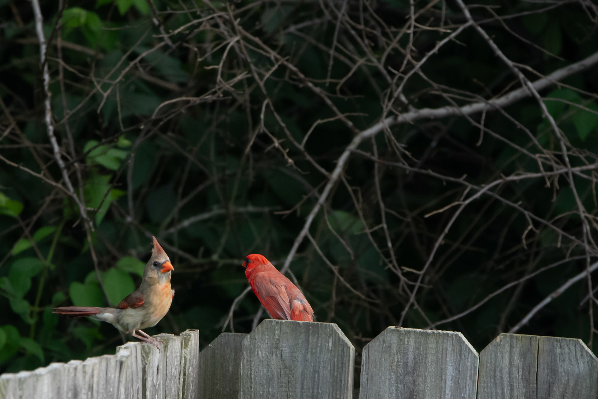 Northern Cardinals