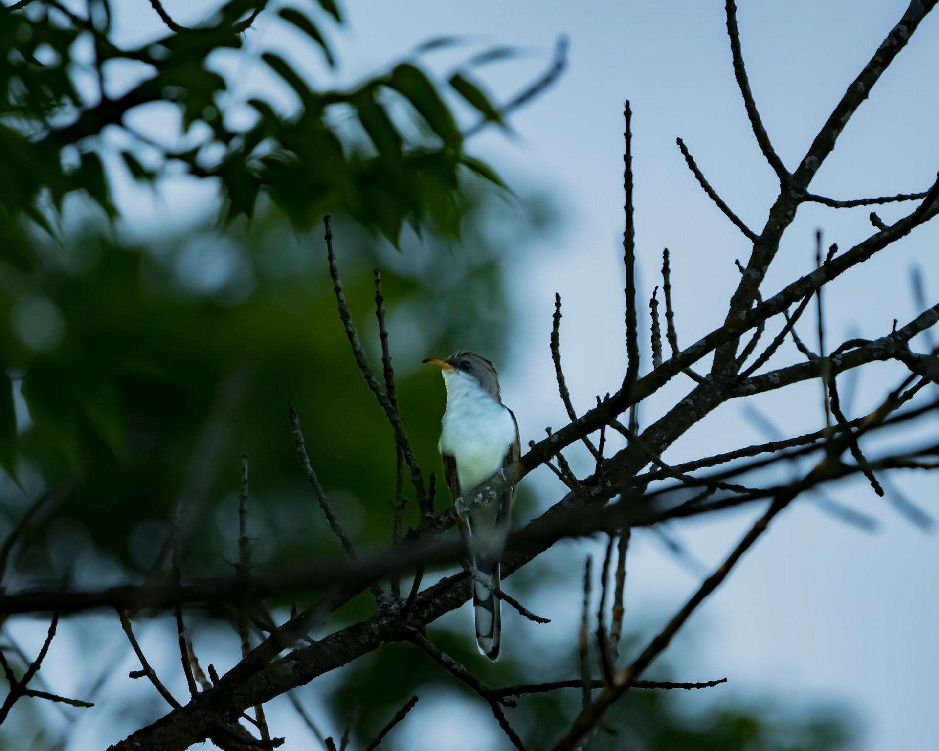 Yellow-Billed Cuckoo