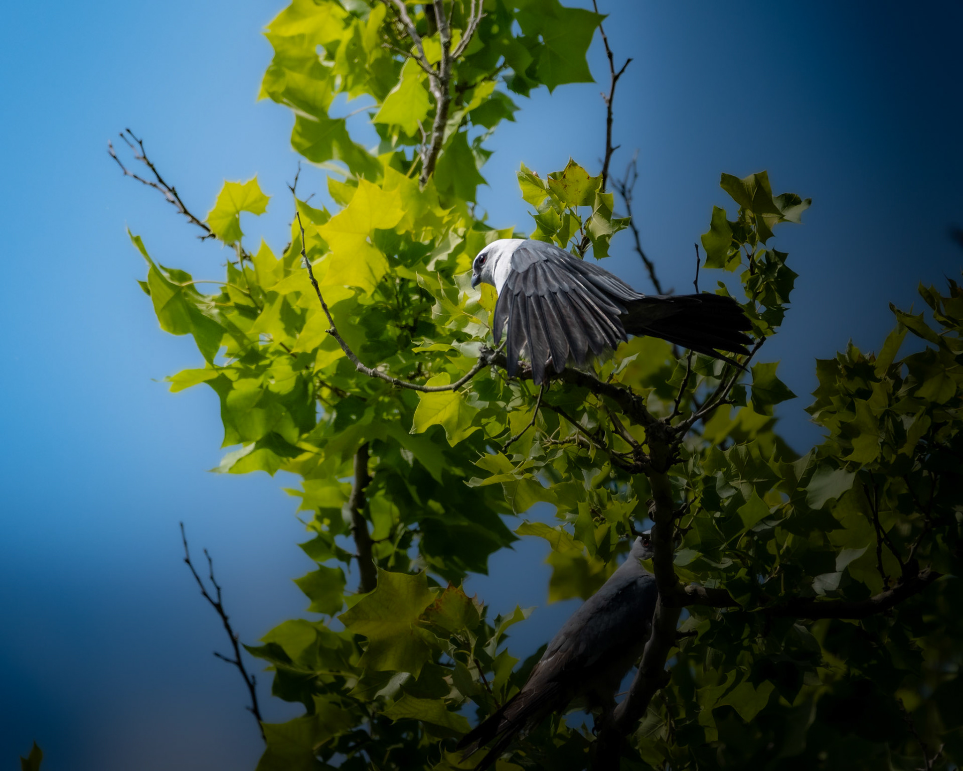 Mississippi Kite