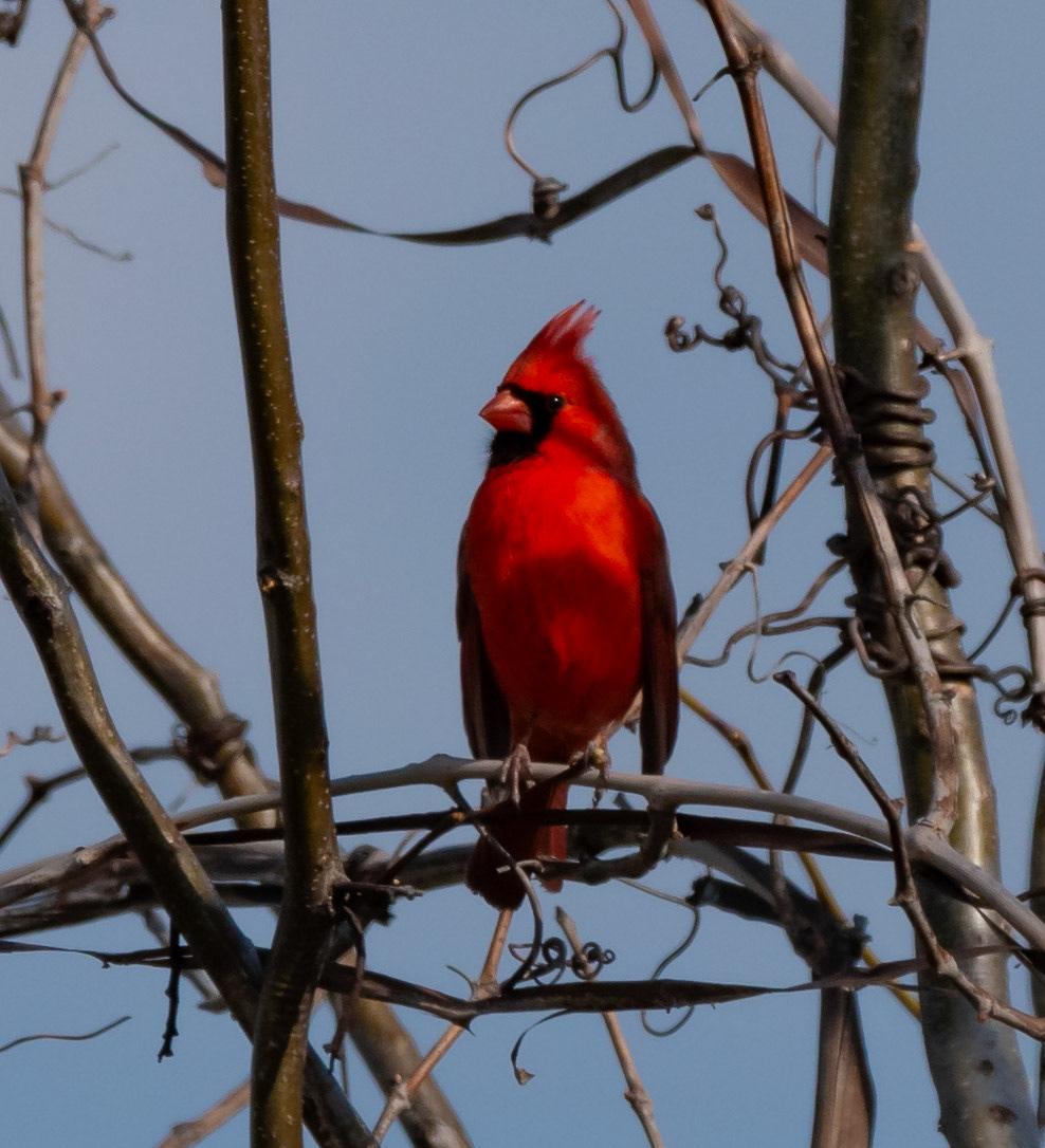 Northern Cardinal 