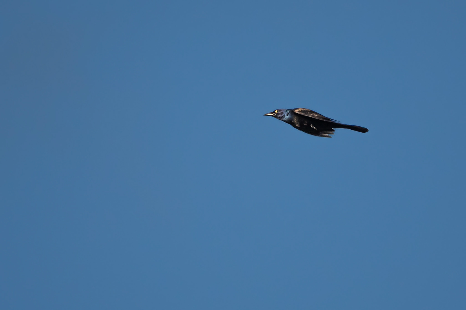 Common Grackle