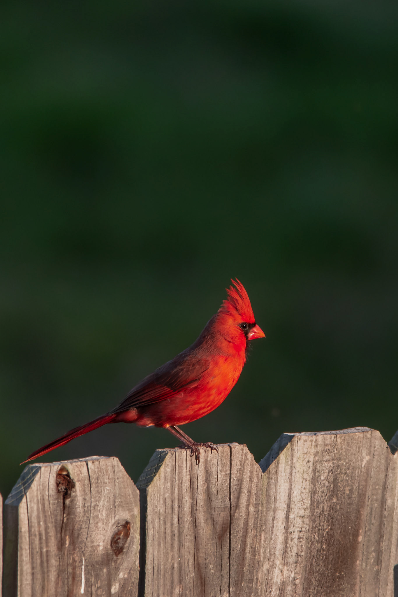 Northern Cardinal