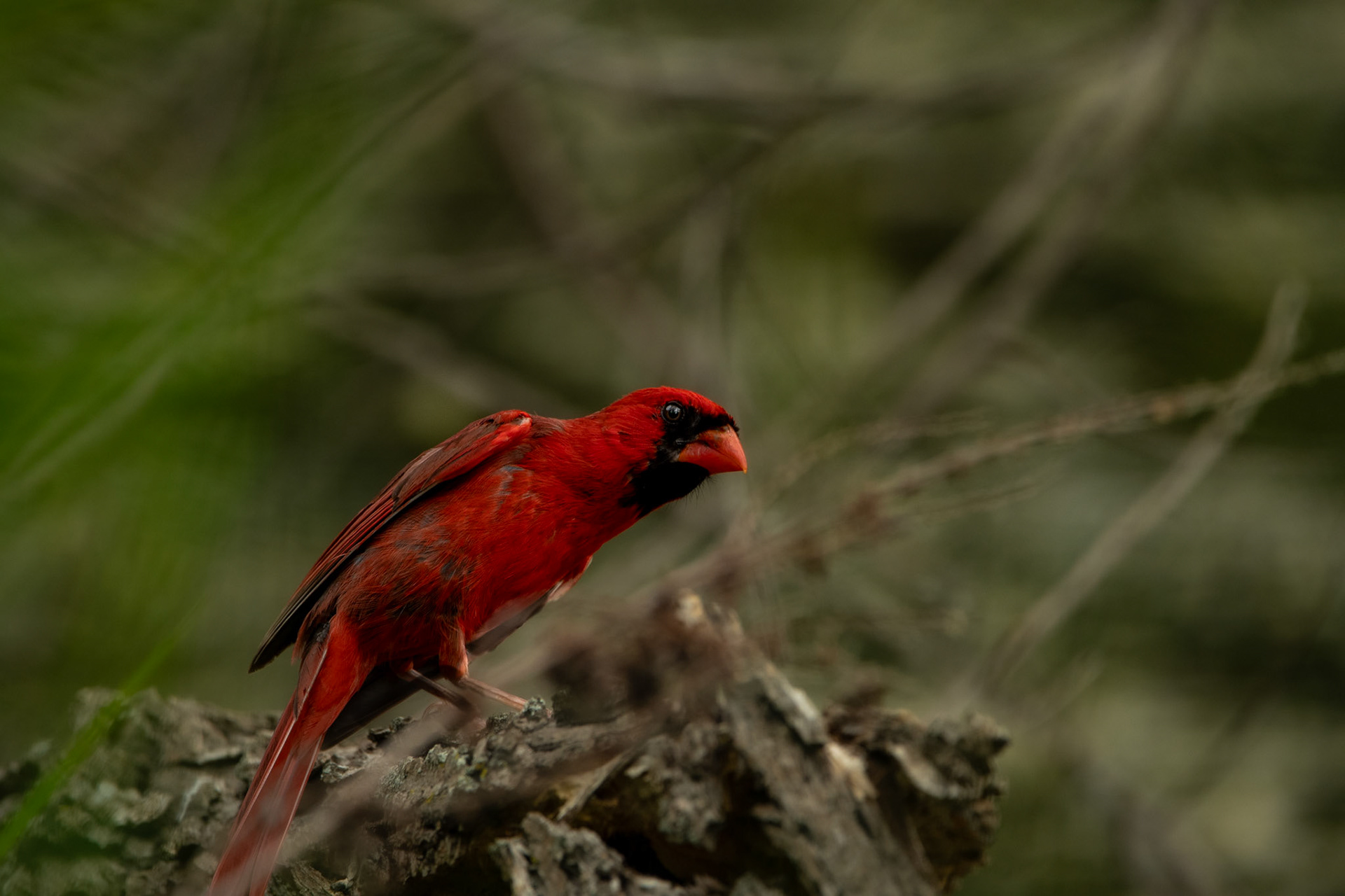Northern Cardinals