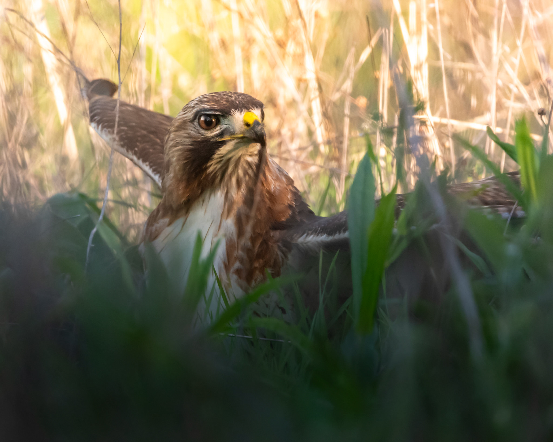 Red-Tailed Hawk