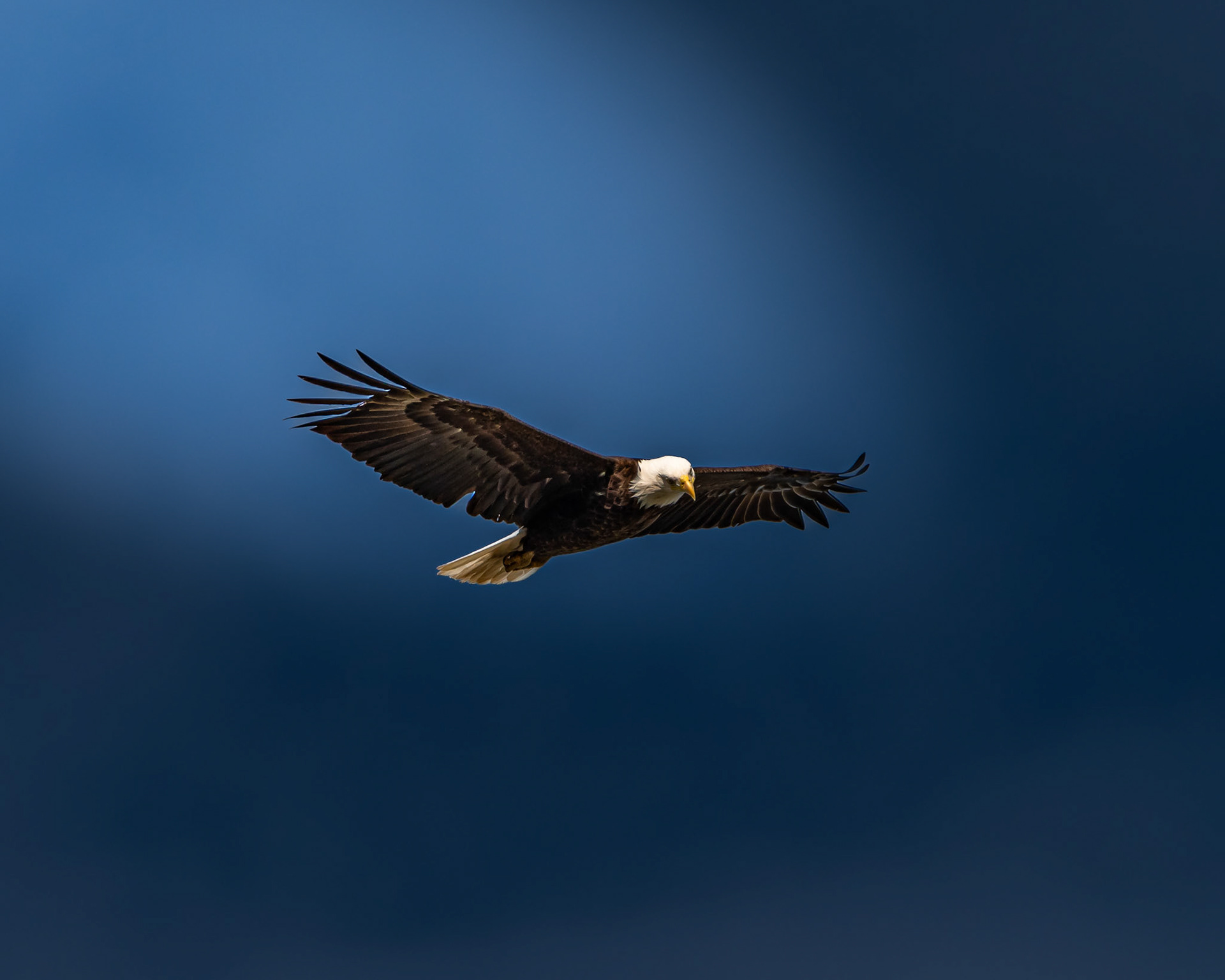 Bald Eagle