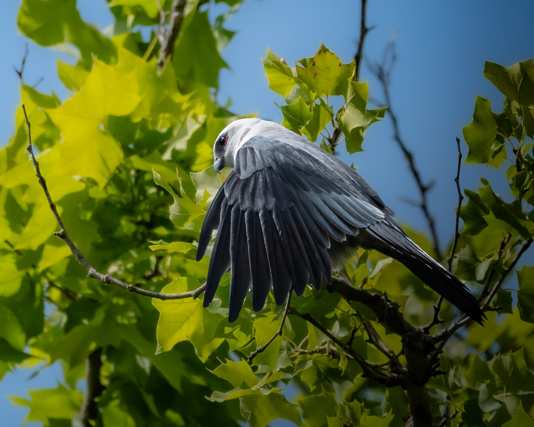 Mississippi Kite