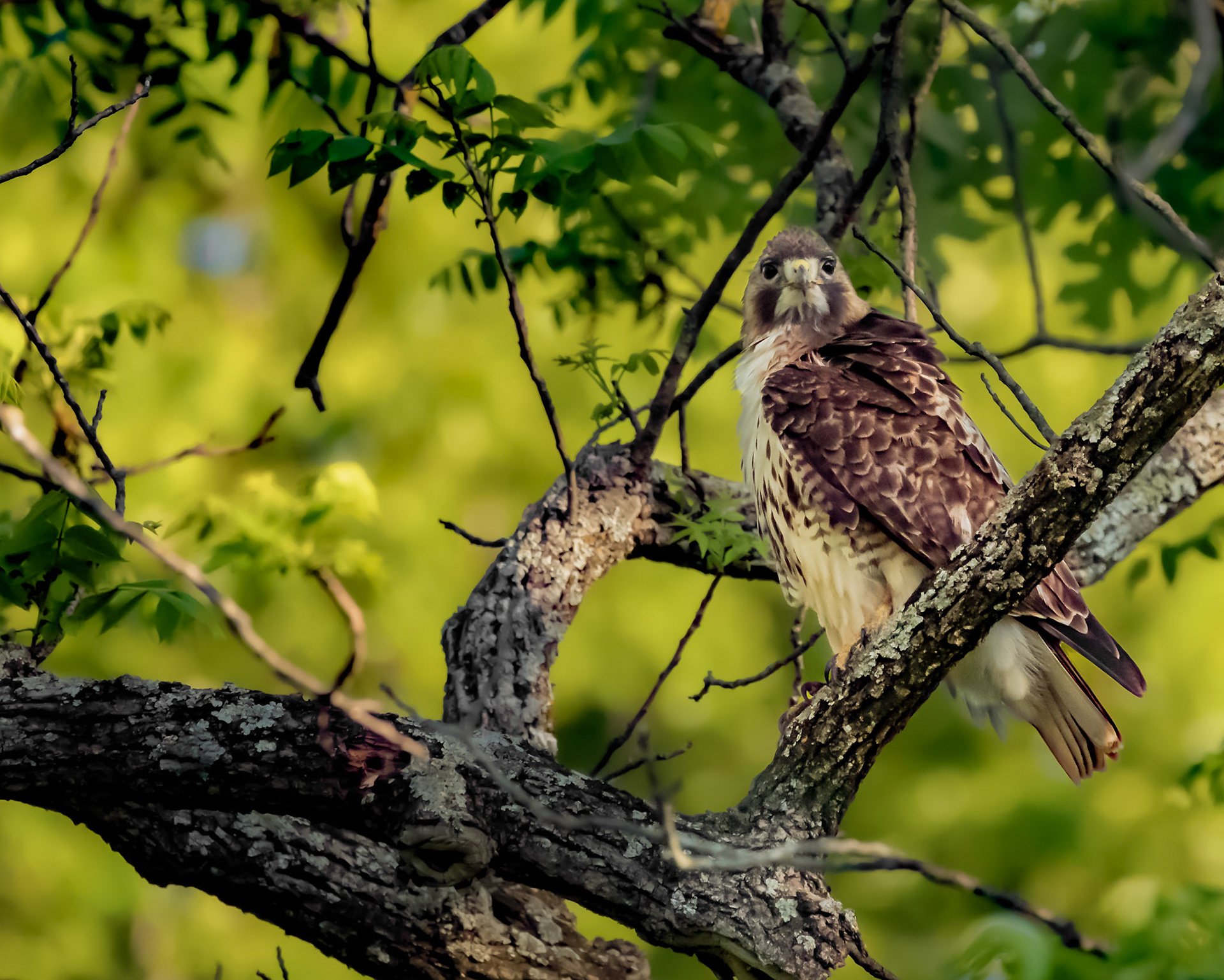 Red-Tailed Hawk