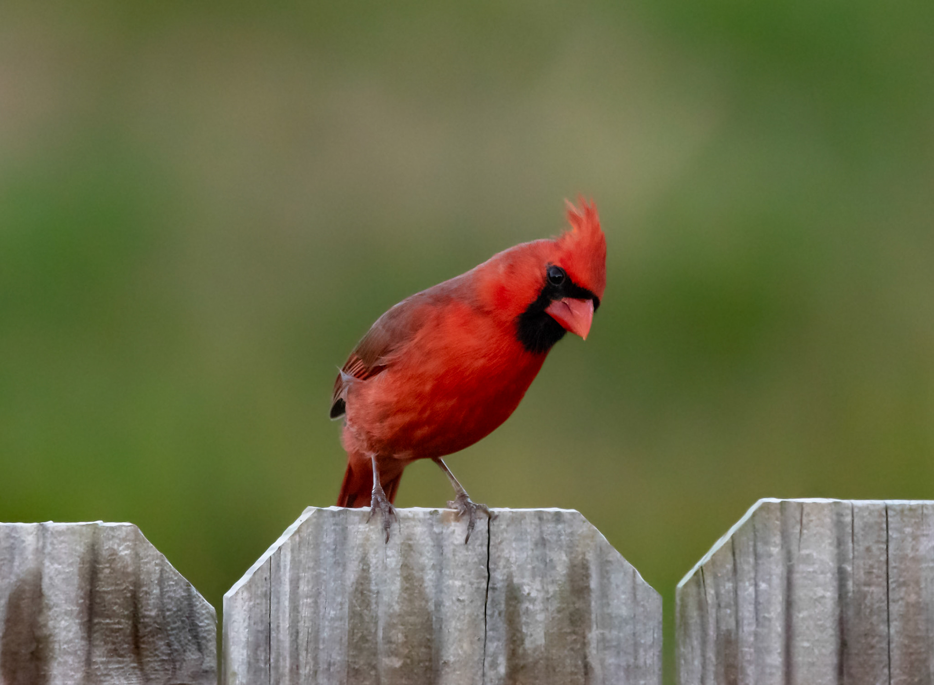 Northern Cardinal