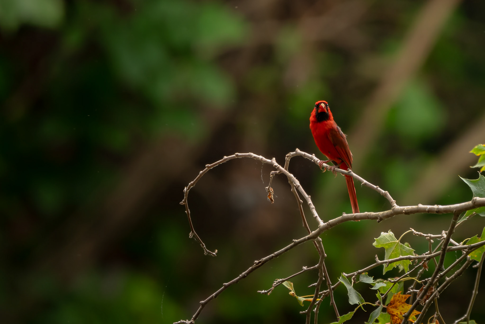 Northern Cardinal
