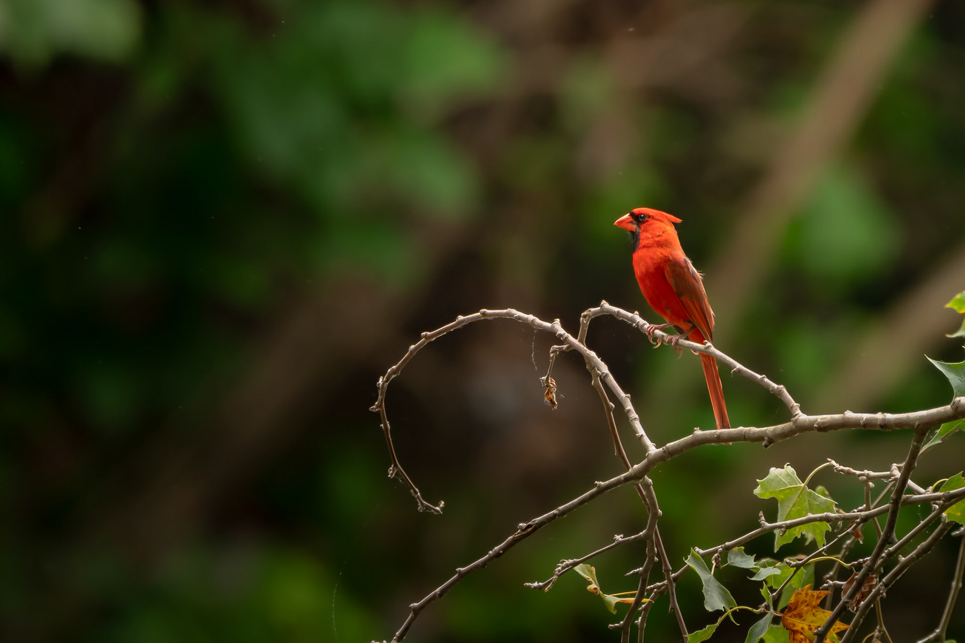 Northern Cardinal