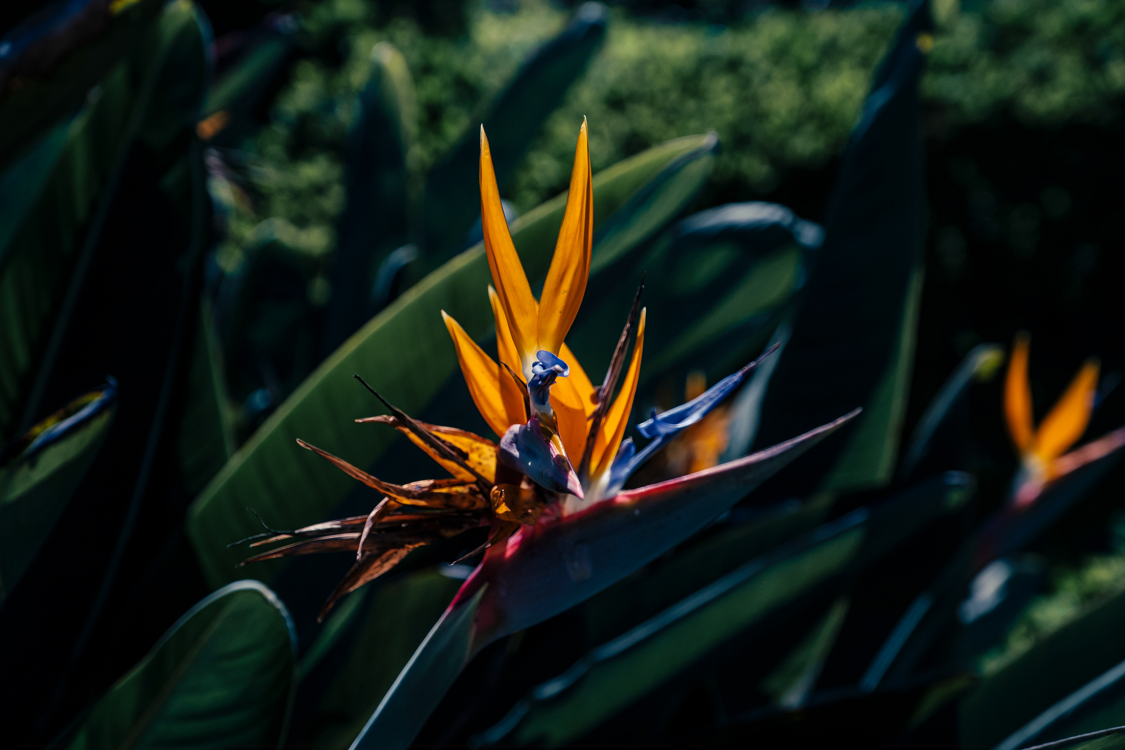 A bird of paradise flower