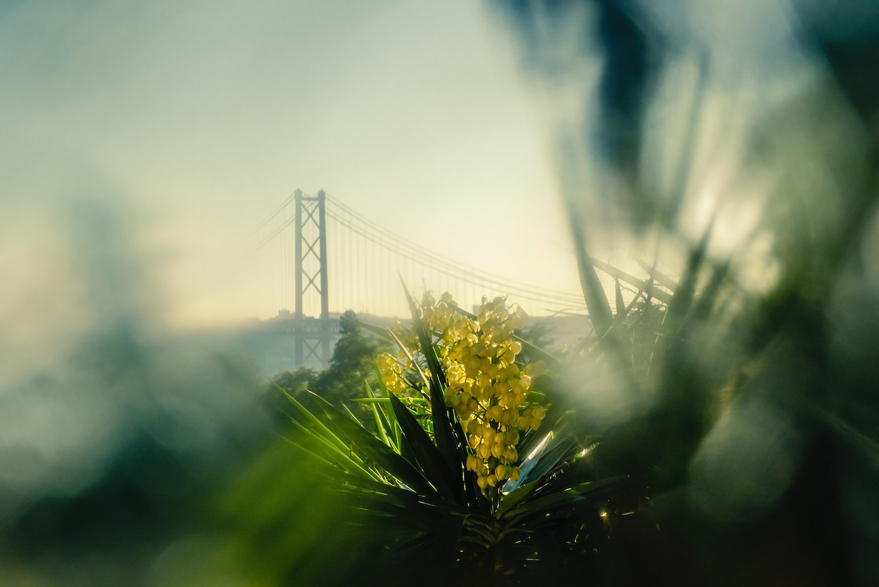 The 25 de Abril bridge is seen in the background, through a blurred foreground where yellow flowers can be seen