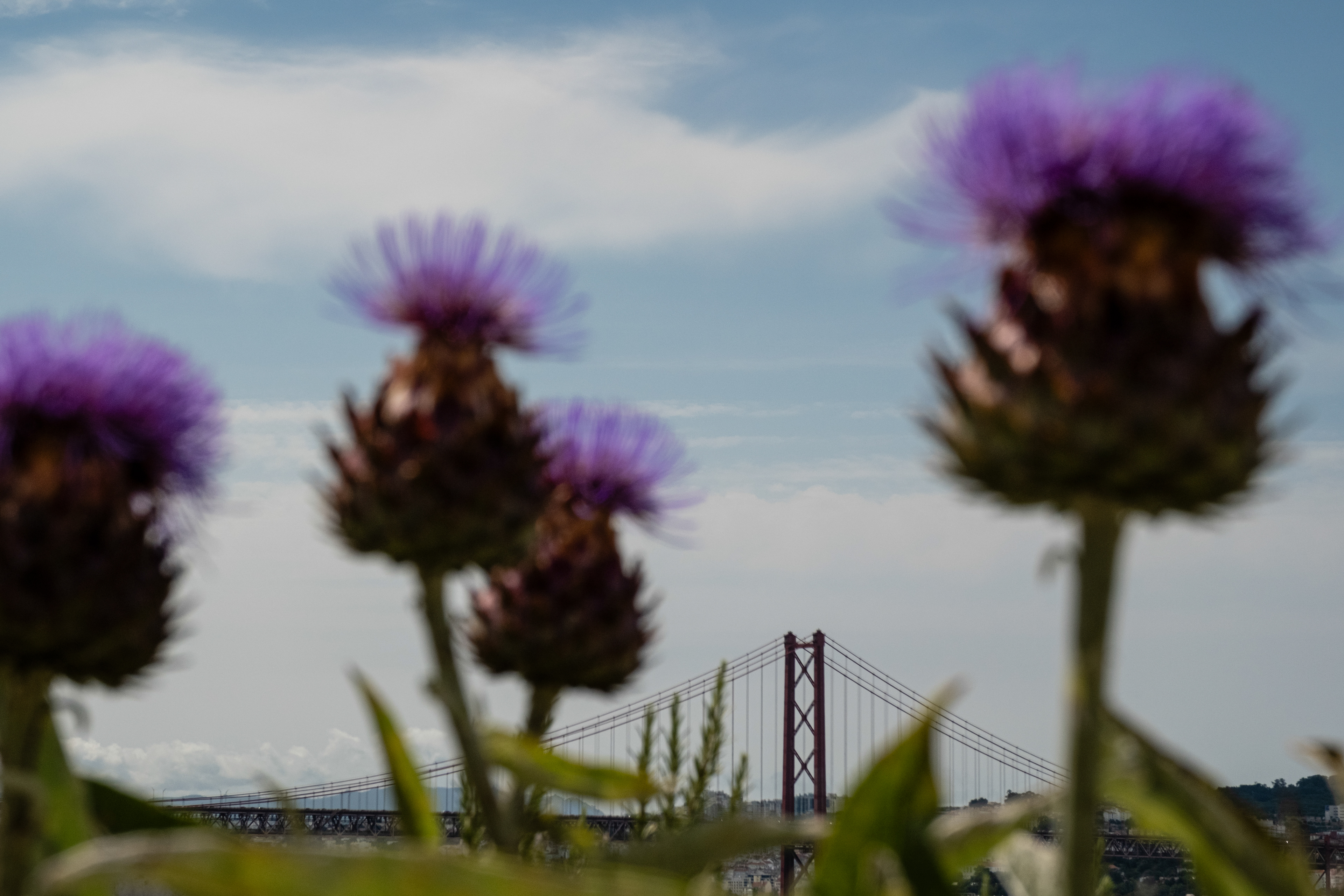 Beyond a foreground with blurry thistles, the 25 de Abril bridge.