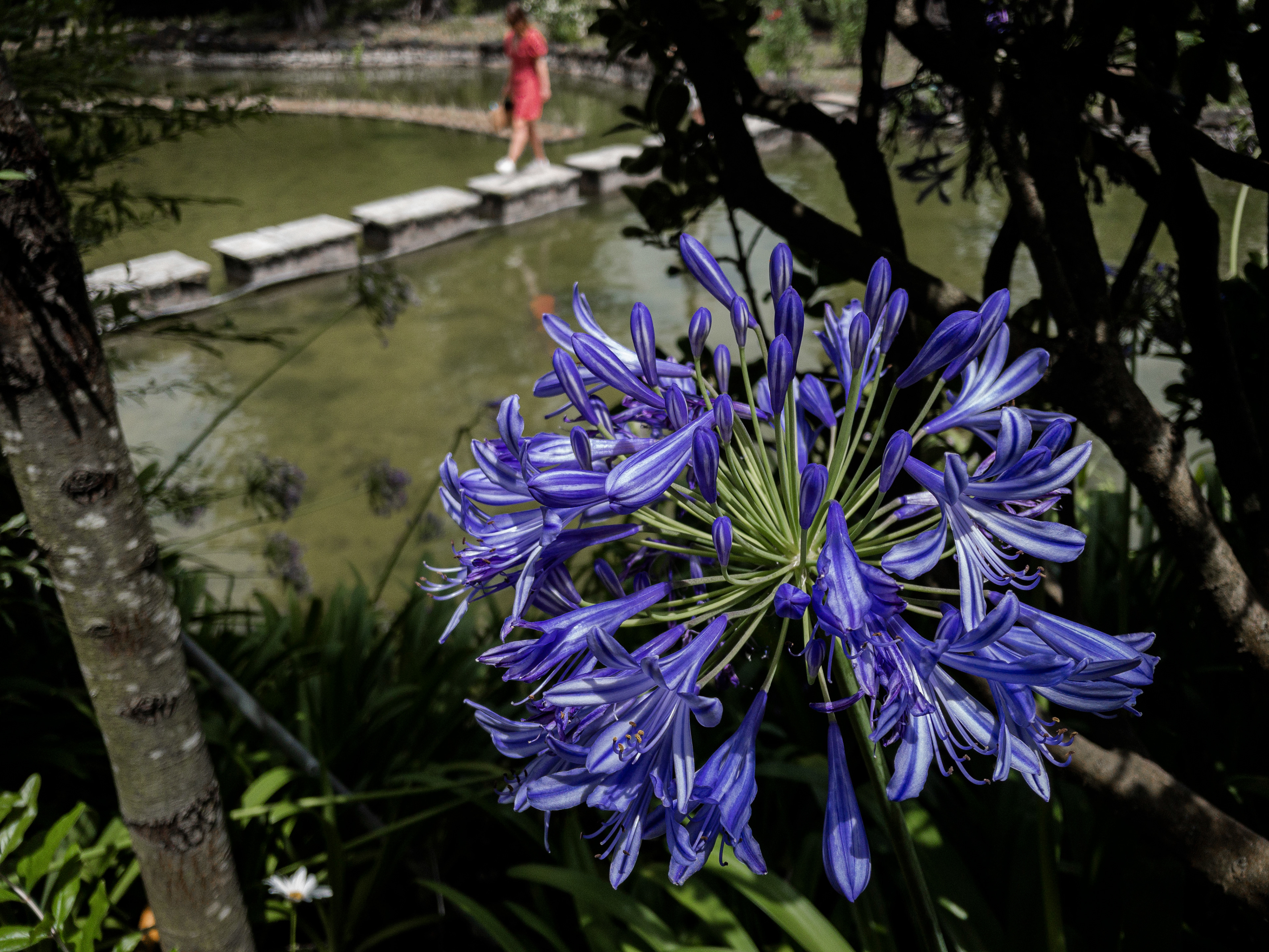 The silhouette of a woman wearing a red dress and crossing a pond is seen against a foreground with a purple flower