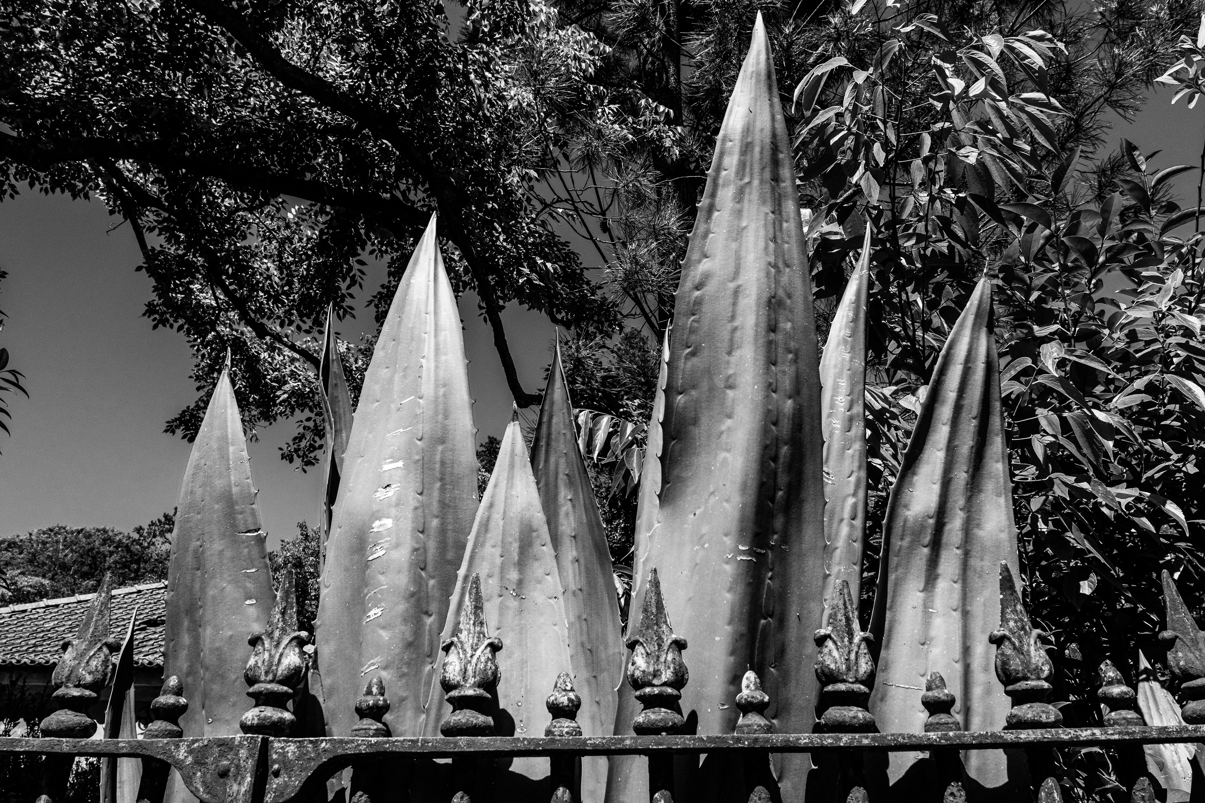 Black and white image of cacti