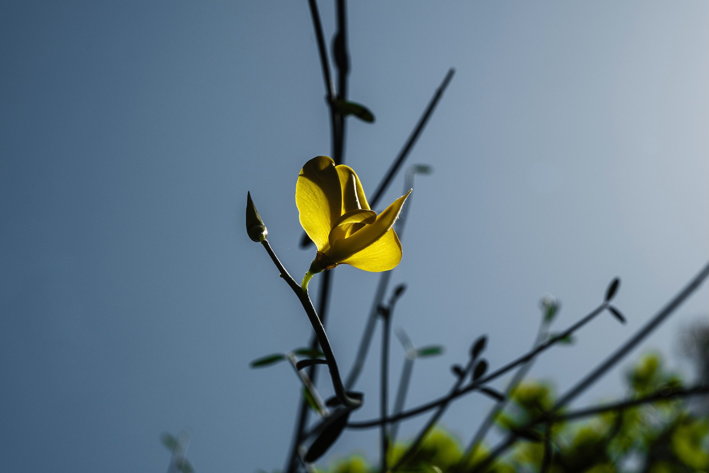 A yellow flower on a branch in the springtime against a clear blue sky