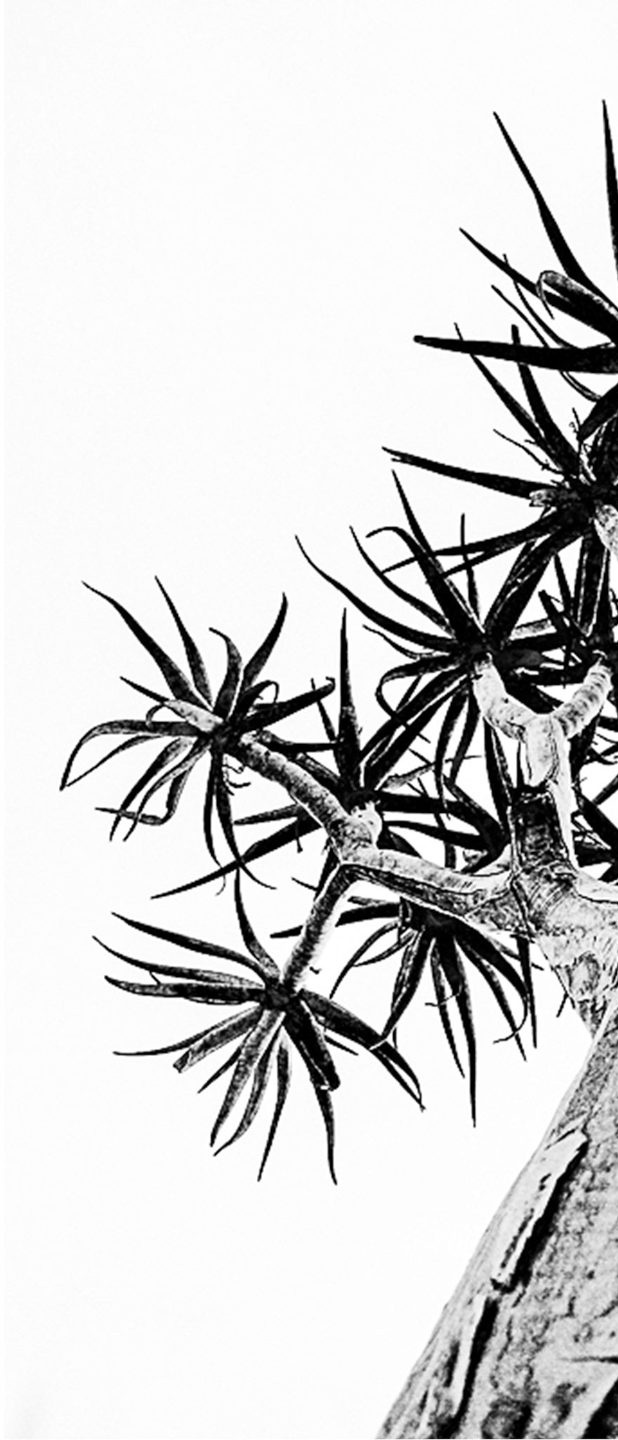 B&W TripTich 1