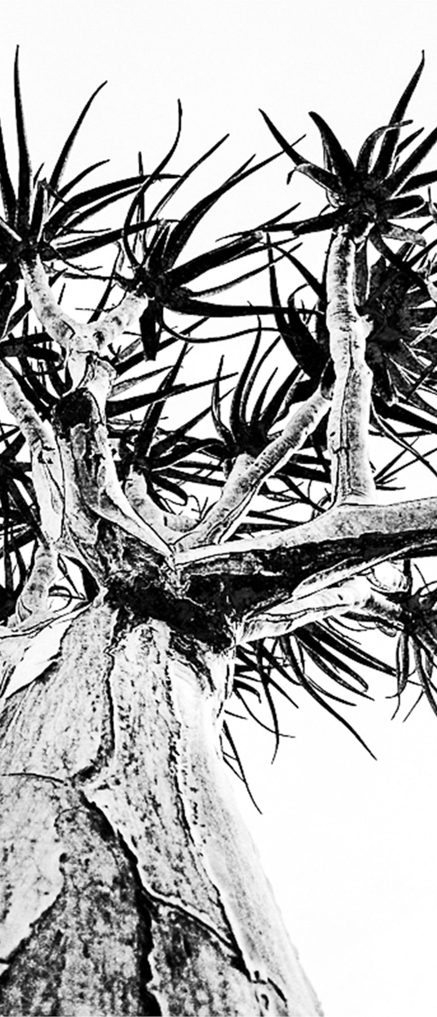 B&W TripTich 2