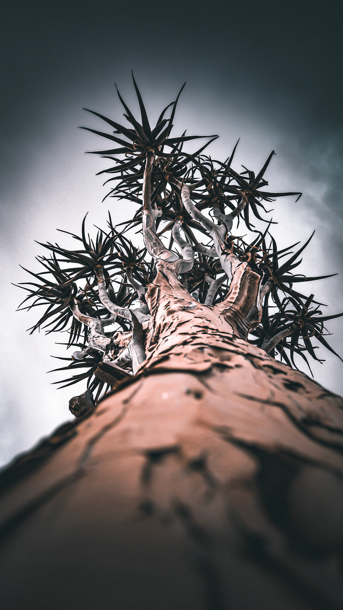 "From Below"