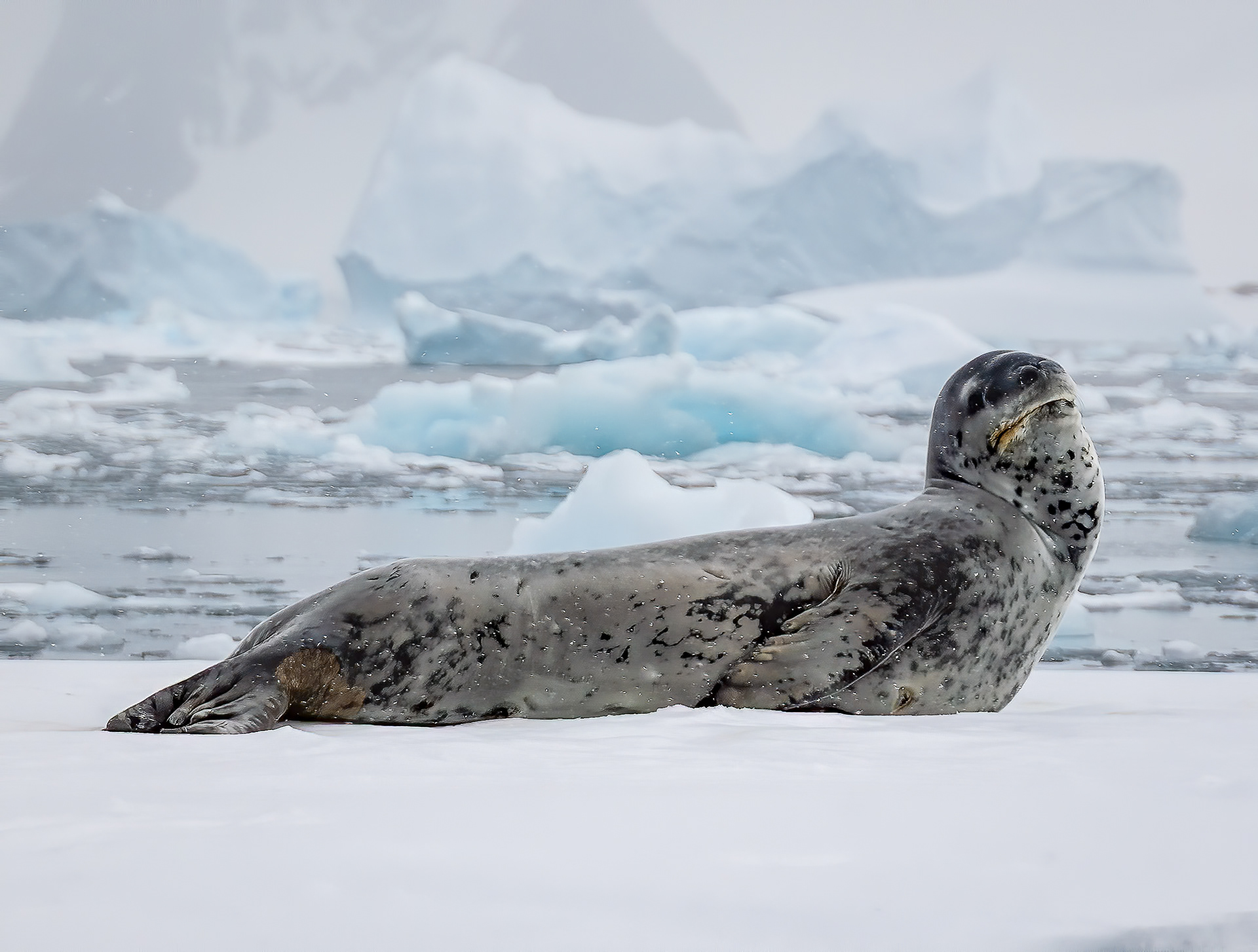 Leopard Seal