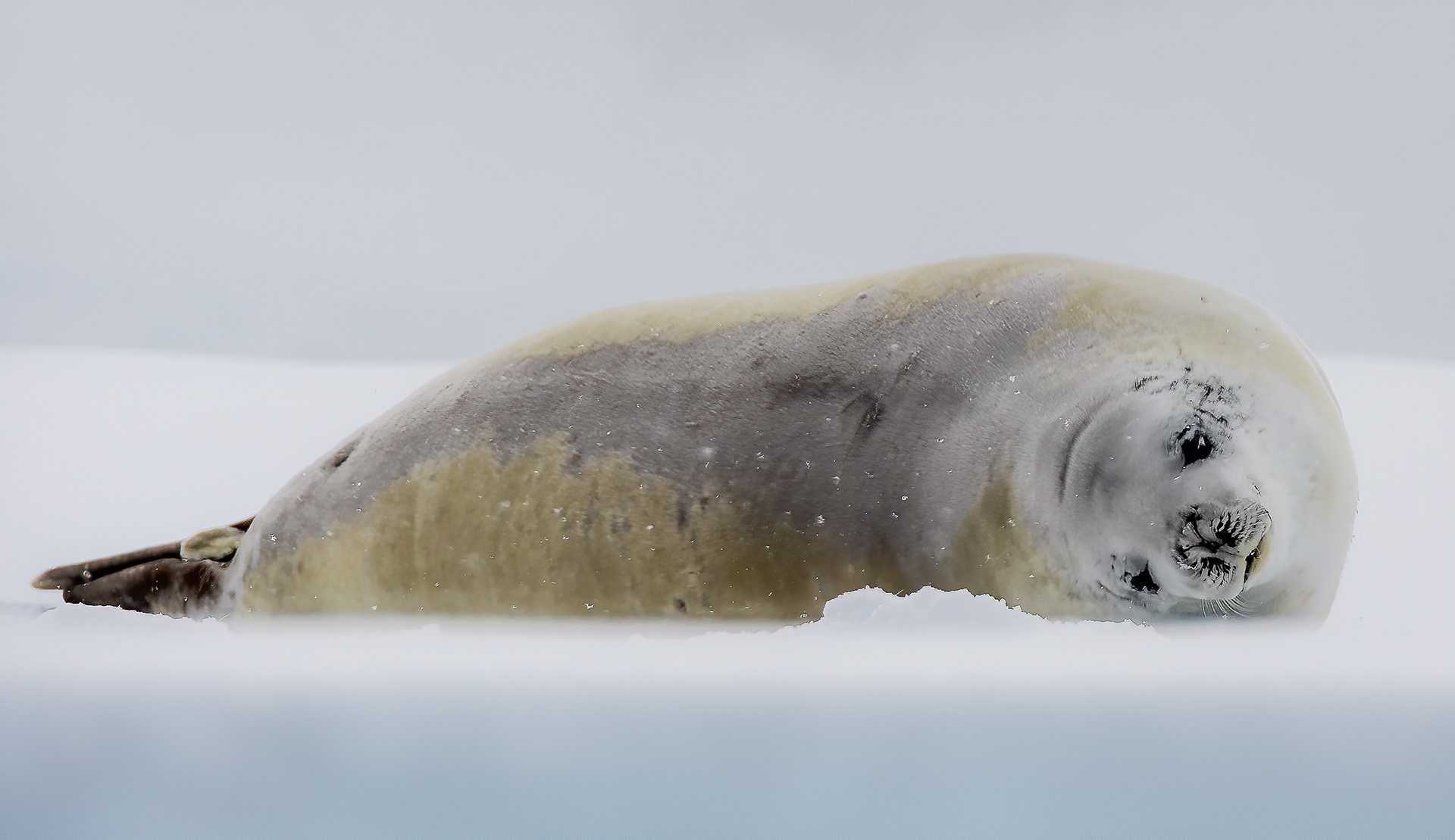 Crabeater Seal