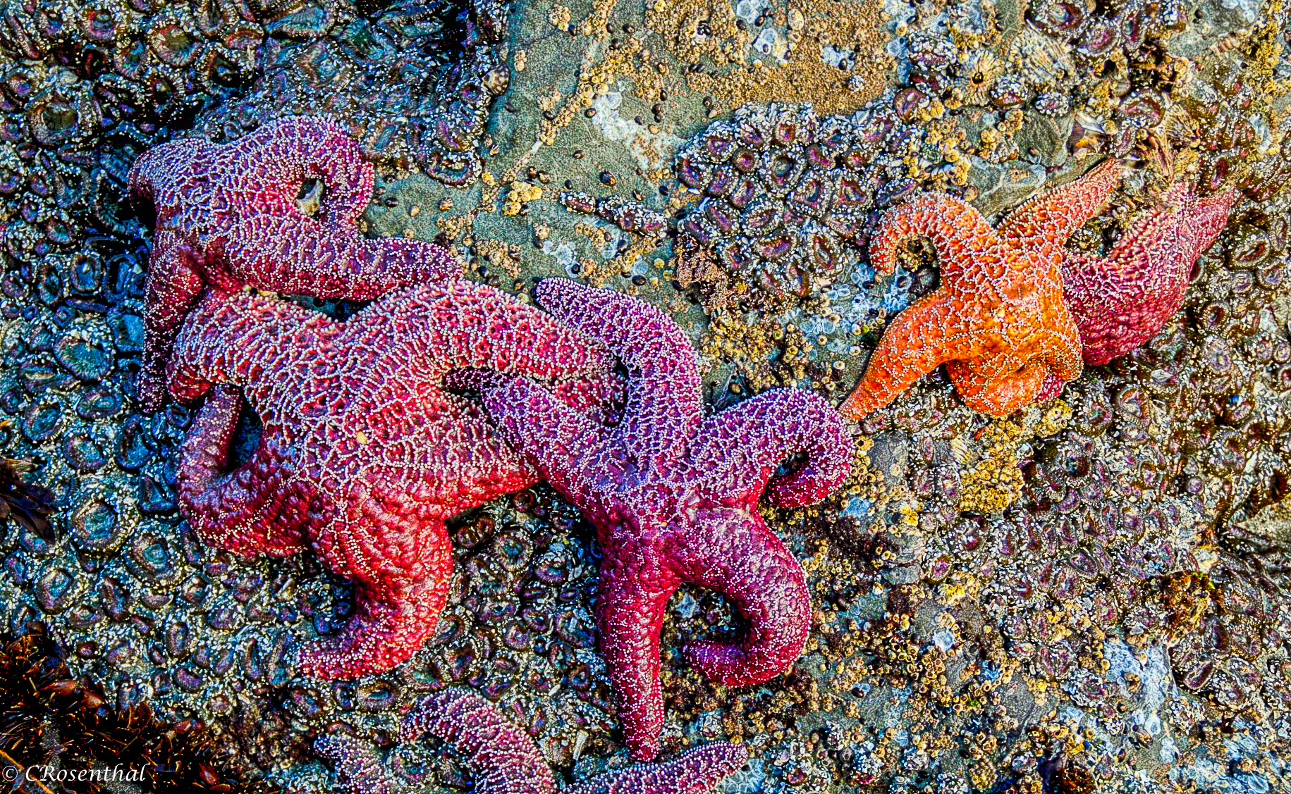 Starfish