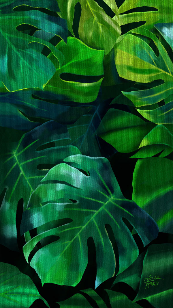 MONSTERA